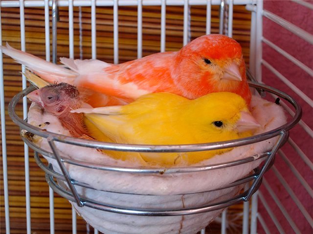 Содержание канареек и уход за ними в Родниках