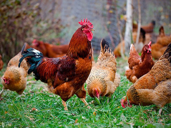 Породы куриц | ЗооТом - продажа, вязка и услуги для животных в Родниках