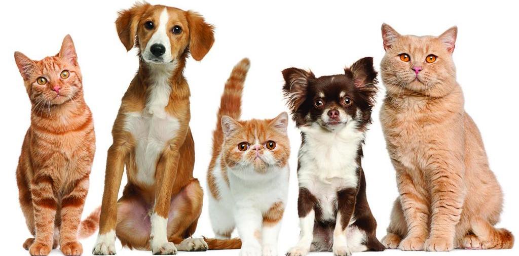Доска объявлений о животных | ЗооТом - продажа, вязка и услуги для животных в Родниках