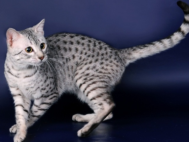 Породы кошек в Родниках | ЗооТом портал о животных