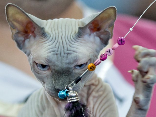 Выставки кошек в Родниках | ЗооТом портал о животных
