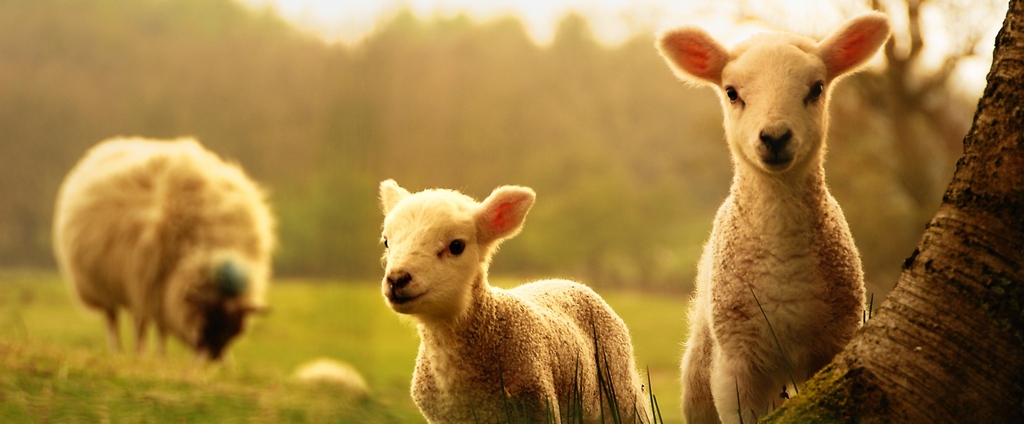 Объявления о сельскохозяйственных животных | ЗооТом - продажа, вязка и услуги для животных в Родниках