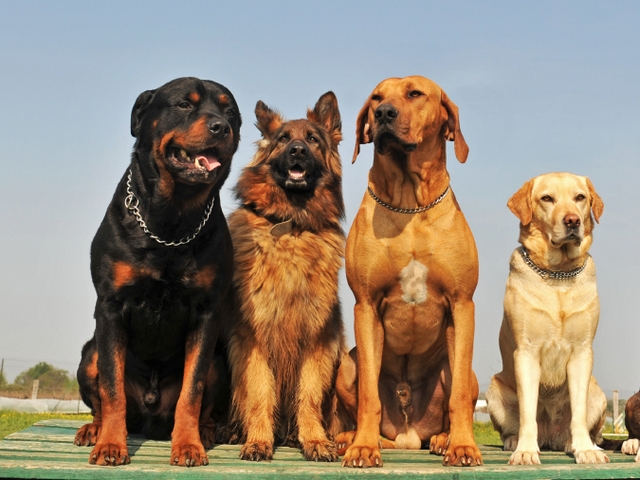 Крупные породы собак в Родниках | ЗооТом портал о животных