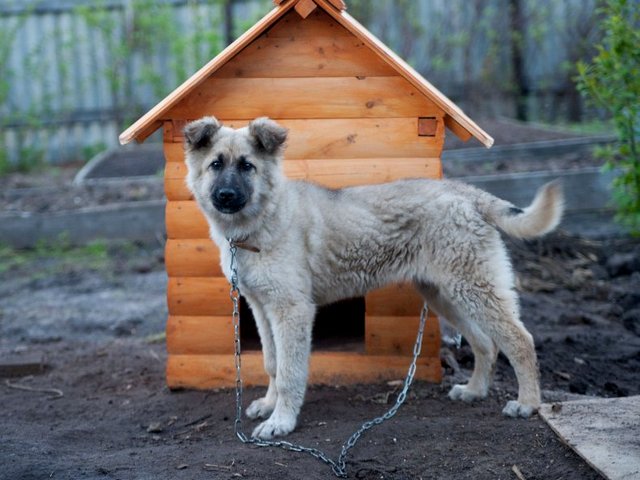 Все о собаках в Родниках Все о собаках в Родниках